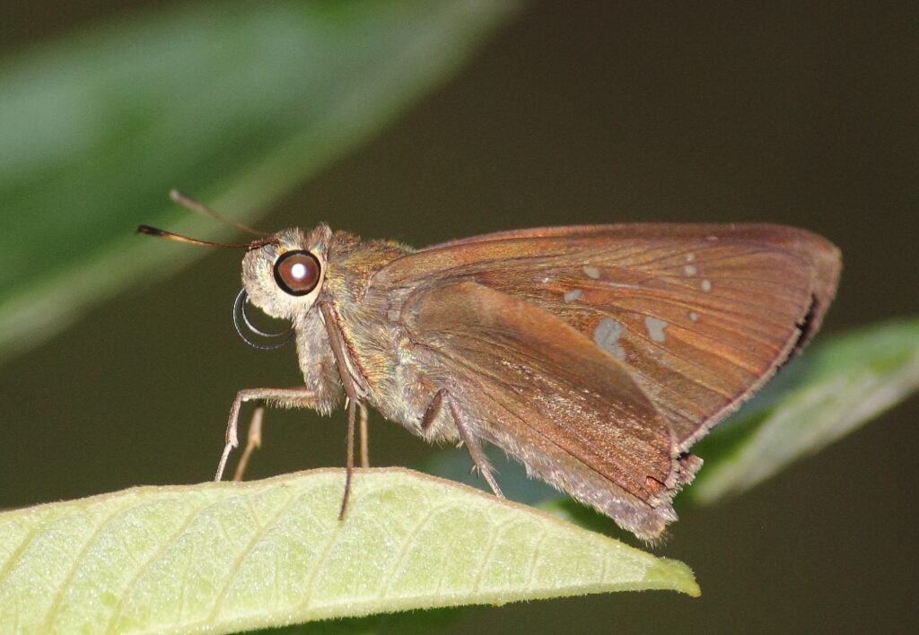 Paintbrush Swift Butterfly UPSC - Found in Himachal Pradesh